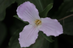Flower-4